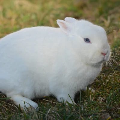 Armiño