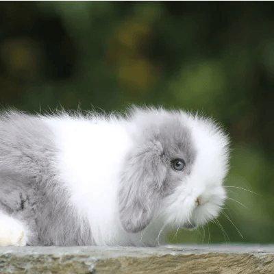 Mini Lop Angora