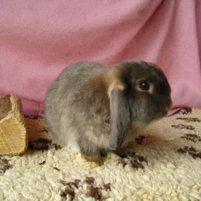 Mini Lop Satén