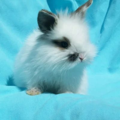 Mini Lop Cabeza de León