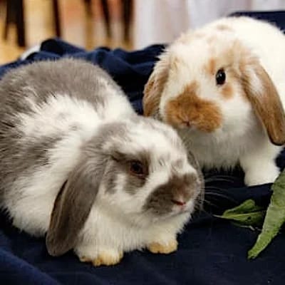 Mini Lop