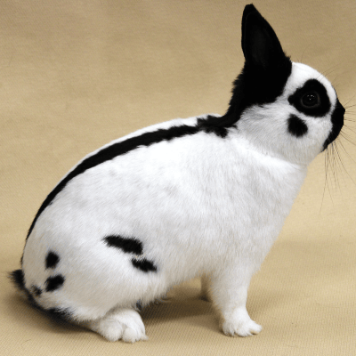 Mini Mariposa