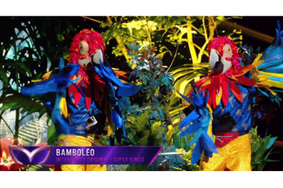 Papagaios cantando Bamboléo