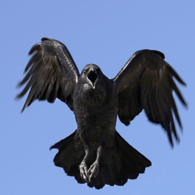 Corvo