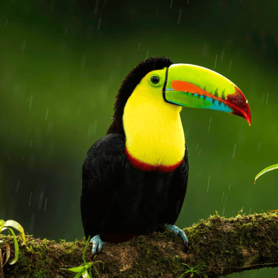 Tucano