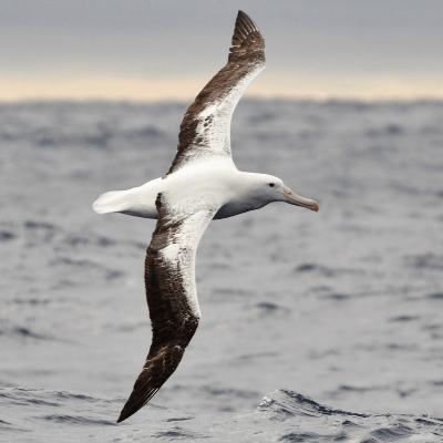 Albatroz