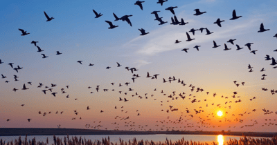 Aves