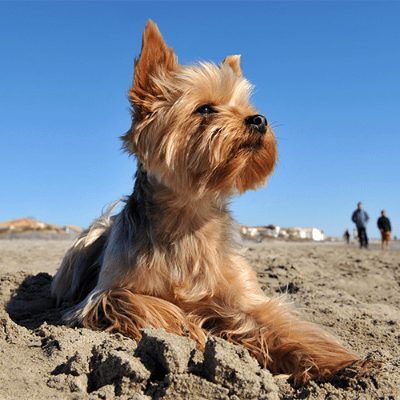 Yorkshire Terrier