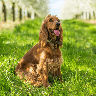 Cocker Spaniel Inglese