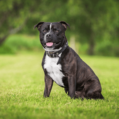 Staffordshire Bull Terrier