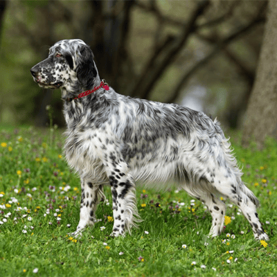 Setter Inglese