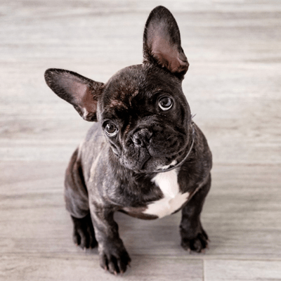 Bulldog Francese