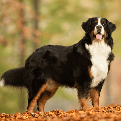 Bovaro del Bernese