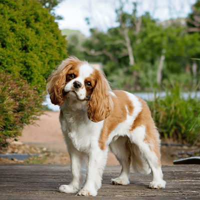 Cavalier King Charles