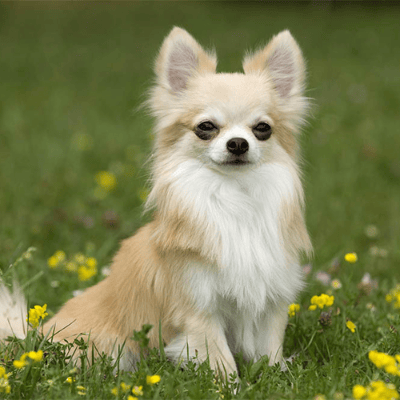 Chihuahua