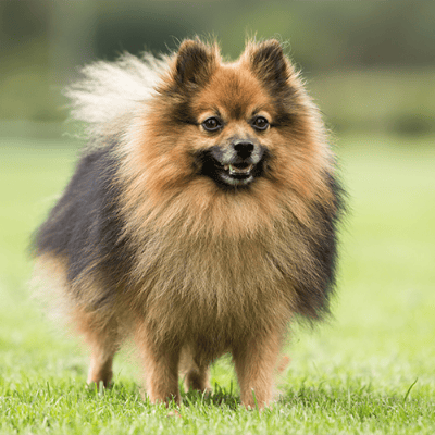 Spitz Tedesco