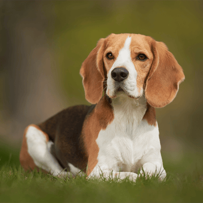 Beagle
