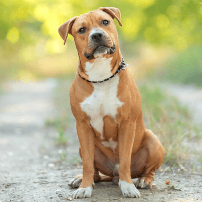 American Staffordshire Terrier