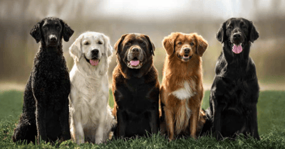 Raças de Cachorro