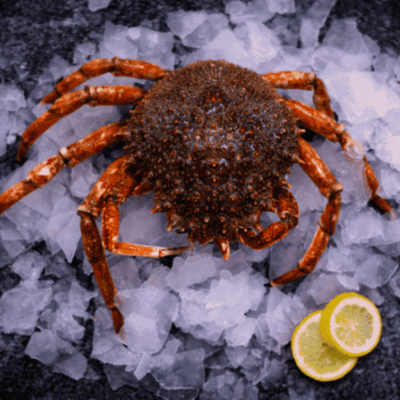 Araignée De Mer