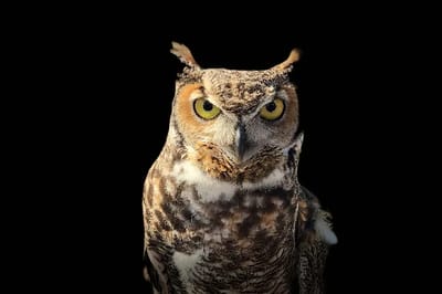 Hearing an owl hoot
