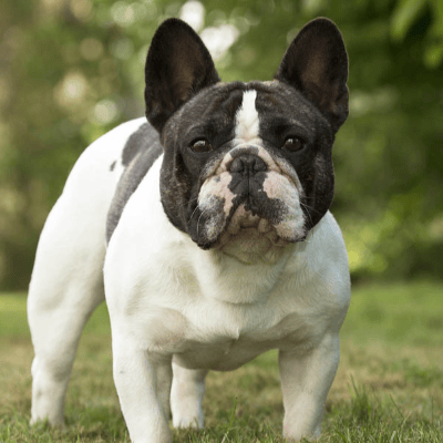 El Perro