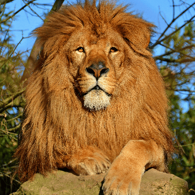 El León