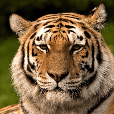 El Tigre