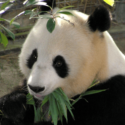 El Panda