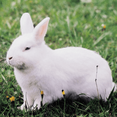 El Conejo