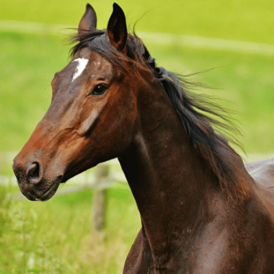 El Caballo