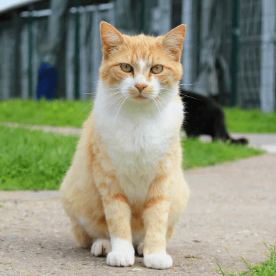 El Gato