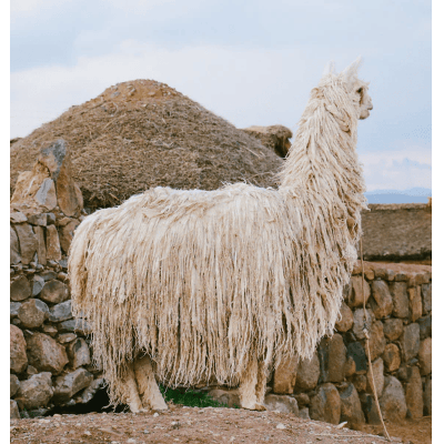 Lama Suri