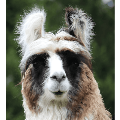 Lama Silky