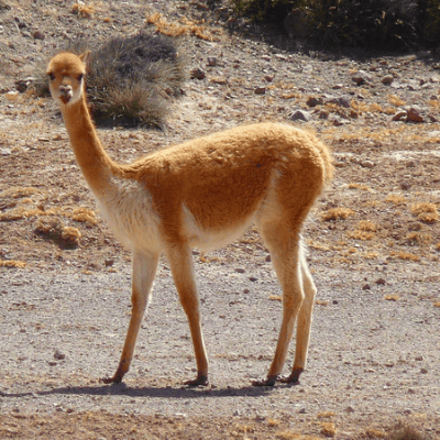 Lama Vigogne