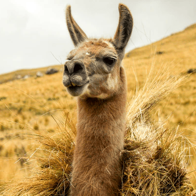Lama Ccara Sullo