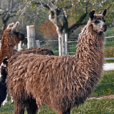 Lama Wooly