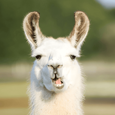 Lama Glama