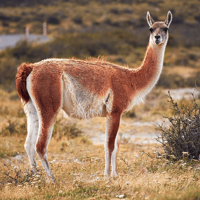 Lama Guanaco