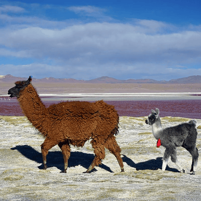 Lama Chaku