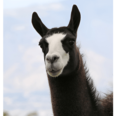Lama Llamingo