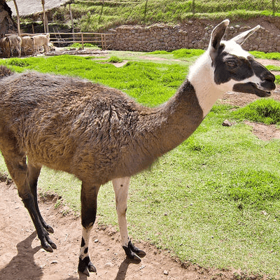 Lama Q’ara