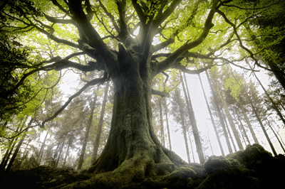 Brocéliande Forest and its mysteries that span centuries
