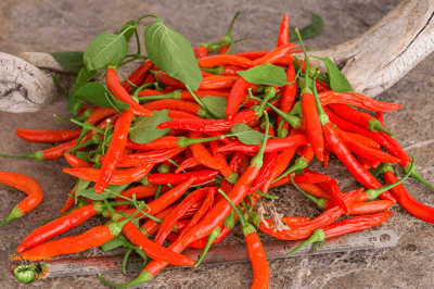 Piment Malagueta ou (Piri-Piri) 🌶