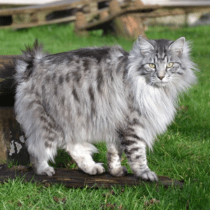 bobtail de las Kuriles