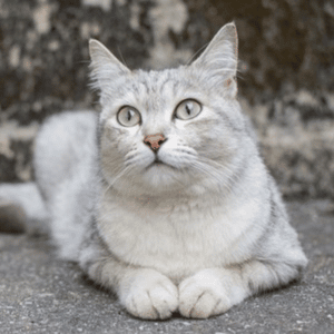 burmilla