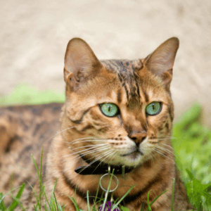 bengal