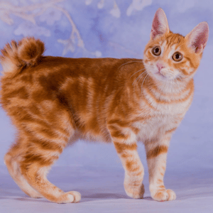 bobtail japonés
