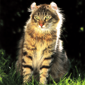 american curl