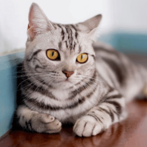 american shorthair